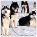 Iqaluit